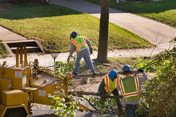 Best Arborist Consultation Services  in Mission Hills, CA